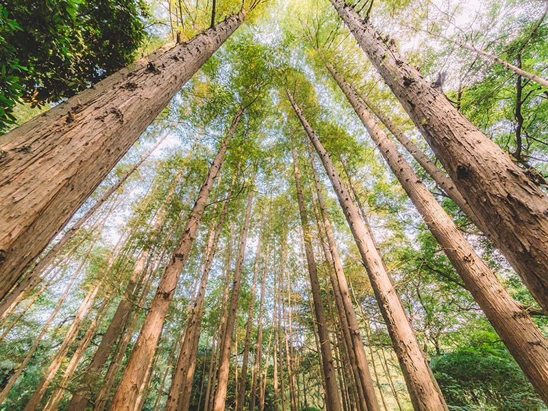 湖南壹木家居有限公司,生態木飾面板材,湖南科技木飾面板材